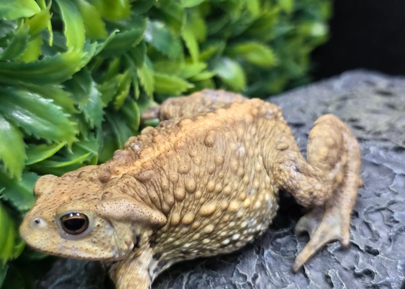 16 ミヤコヒキガエル 7cm オス 大東島産 | ワガママなガマママ