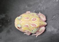 ★②クランウェルツノガエル　ミュータント(小)　4cm