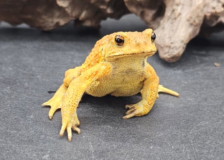 【レア】送料込☆えいちのみず・ワカガエル レア】送料込☆えいちのみず・ワカガエル 【公式通販】