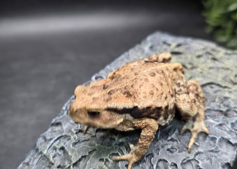 ●#3  アズマヒキガエル　5.5cm