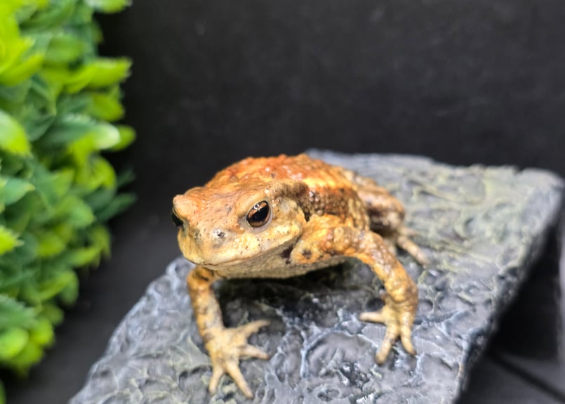 2 ミヤコヒキガエル 7cm 遠慮がち演出のメス 大東島産 | ワガママな