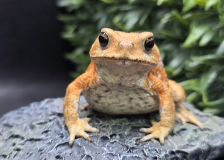 ワガママなガマママ