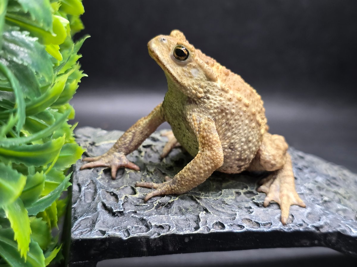 3 ミヤコヒキガエル 6.5cm 大東島産 | ワガママなガマママ