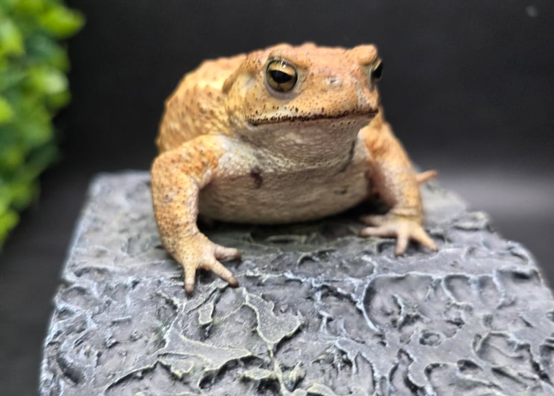 12 ミヤコヒキガエル 6.5cm オス 大東島産 | ワガママなガマママ