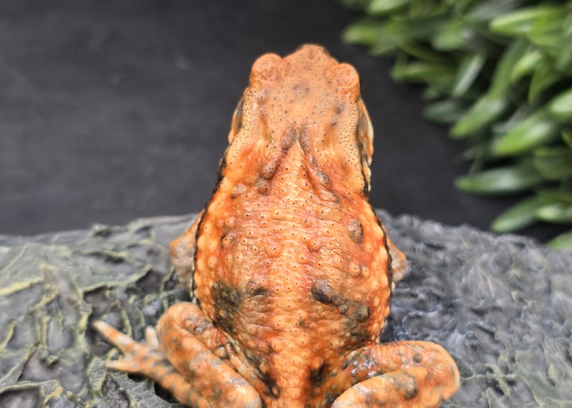 16 ミヤコヒキガエル 6.5cm しっっっぶい(渋い)柄のメス 大東島産