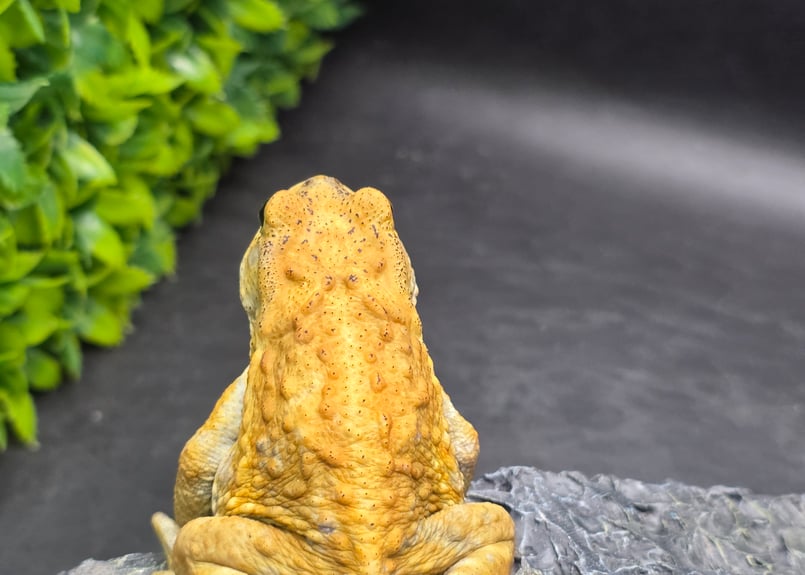 8 ミヤコヒキガエル 7cm オス 大東島産 | ワガママなガマママ