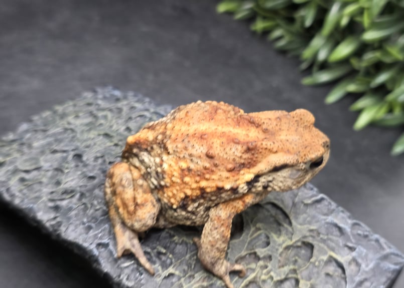 8 ミヤコヒキガエル 7cm メス 大東島産 | ワガママなガマママ