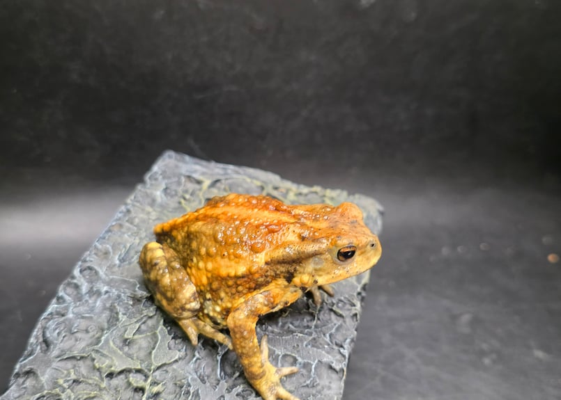 2 ミヤコヒキガエル 7cm 遠慮がち演出のメス 大東島産 | ワガママな