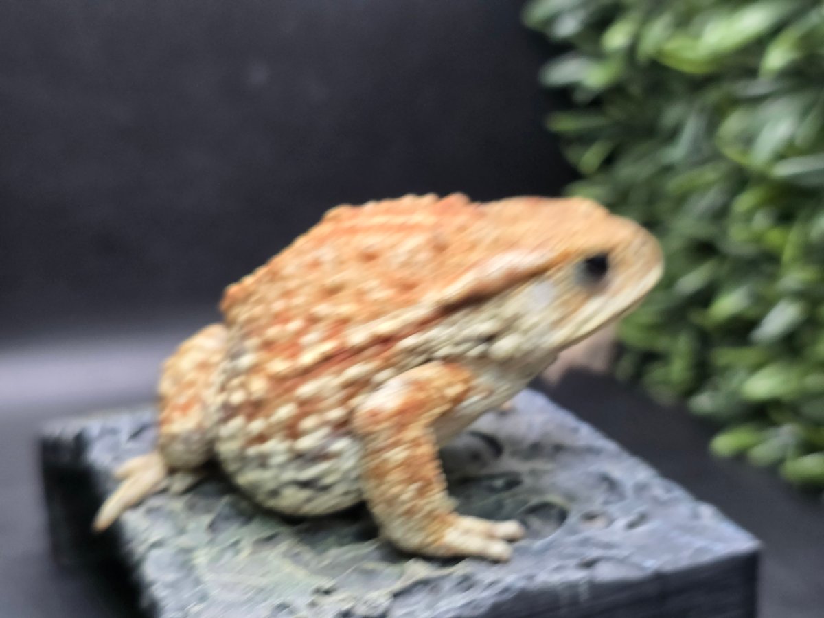 9 ミヤコヒキガエル 8cm 細かい模様と体のふっくら具合が可愛すぎる