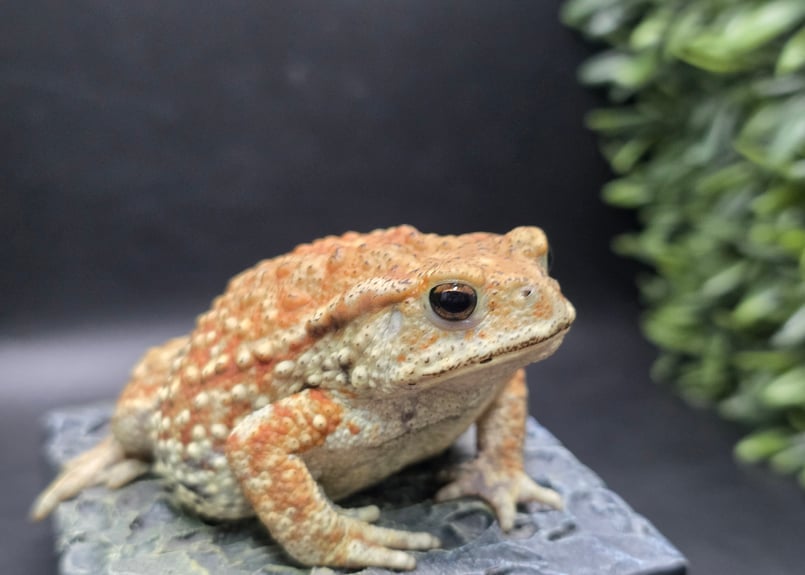 9 ミヤコヒキガエル 8cm 細かい模様と体のふっくら具合が可愛すぎる