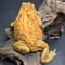 #31 ミヤコヒキガエル 9cm メス 大東島産