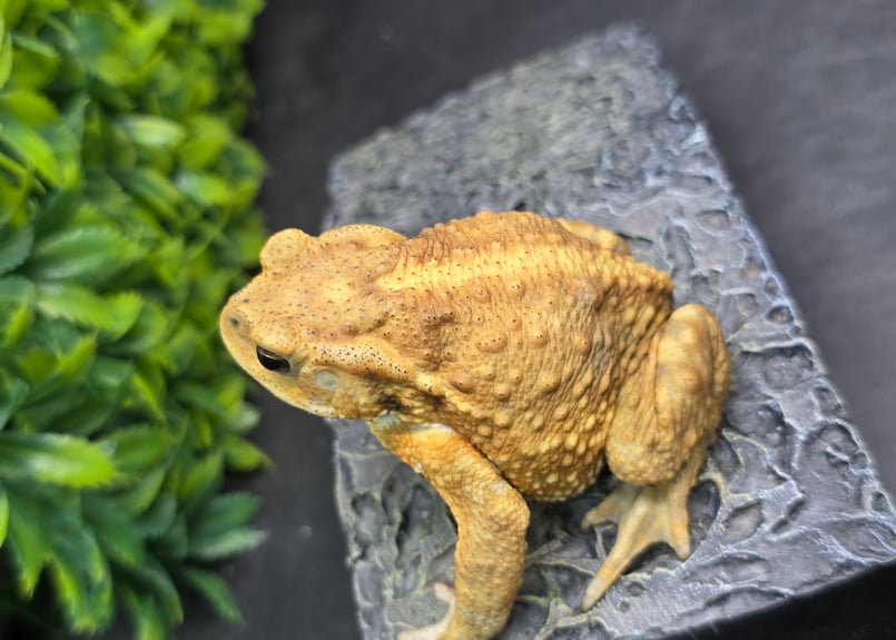 12 ミヤコヒキガエル 7cm オス 大東島産 | ワガママなガマママ