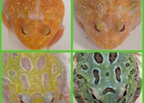 ★クランウェルツノガエル　ミュータント(ランダム1匹)約4～5cm