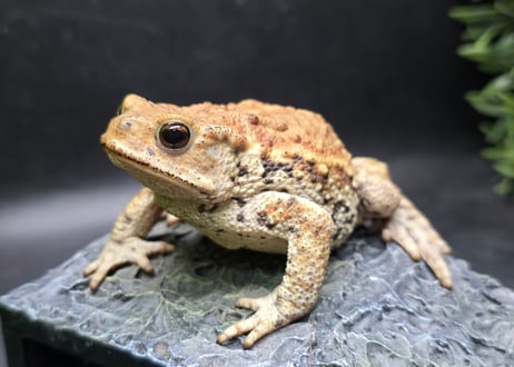 #4　ミヤコヒキガエル　8cm　メス　大東島産