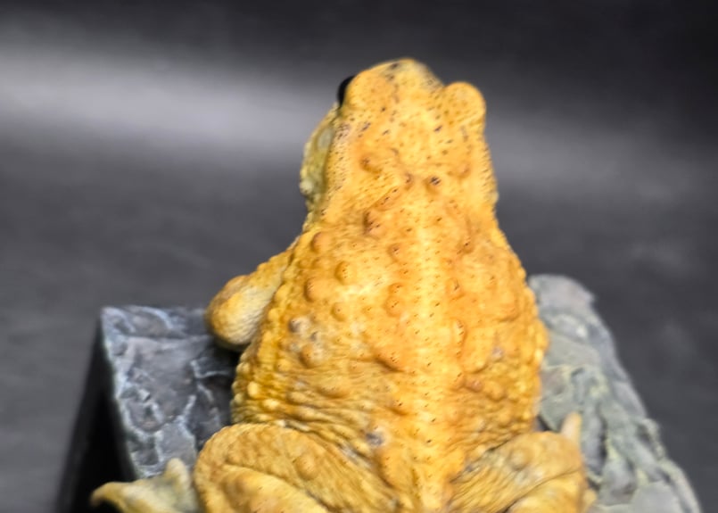 8 ミヤコヒキガエル 7cm オス 大東島産 | ワガママなガマママ