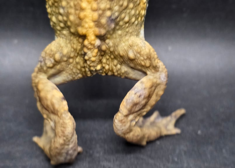 16 ミヤコヒキガエル 7cm オス 大東島産 | ワガママなガマママ