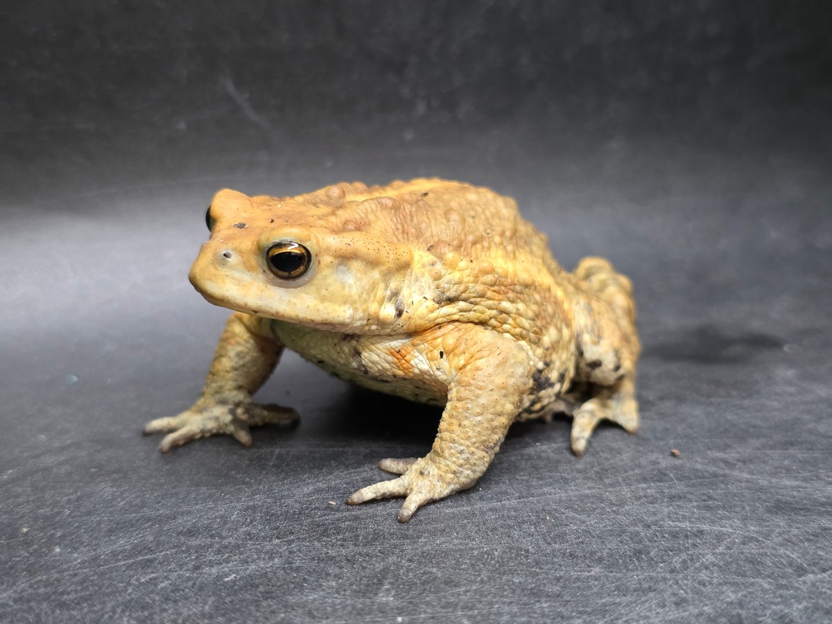 8 ミヤコヒキガエル 7cm 地味に見えるけど明るい性格のオス 大東島産