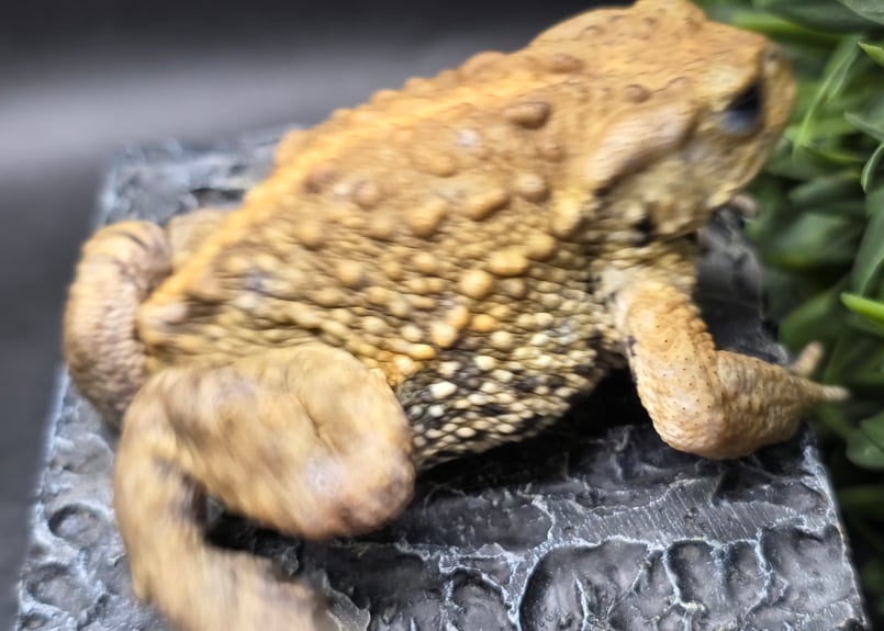 16 ミヤコヒキガエル 7cm オス 大東島産 | ワガママなガマママ