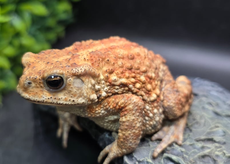 10 ミヤコヒキガエル 8cm メス 大東島産 | ワガママなガマママ