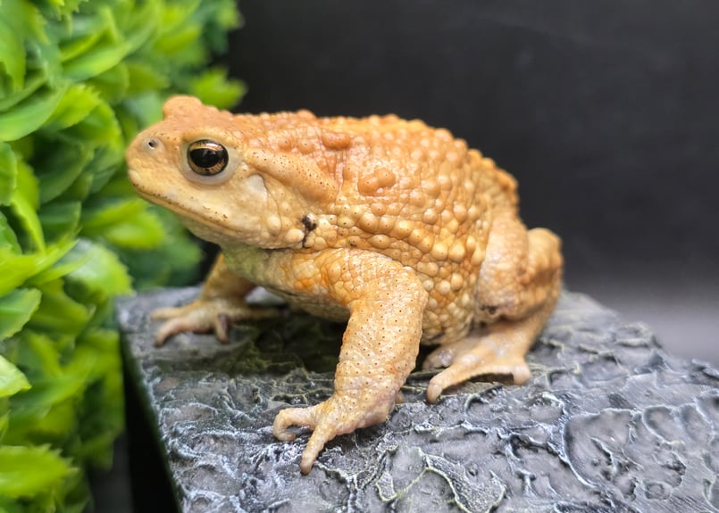 12 ミヤコヒキガエル 7cm 手足むちむちオス 大東島産 | ワガママなガマママ