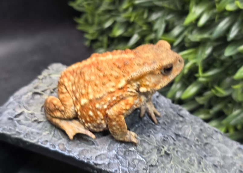 9 ミヤコヒキガエル 8cm メス 大東島産 | ワガママなガマママ