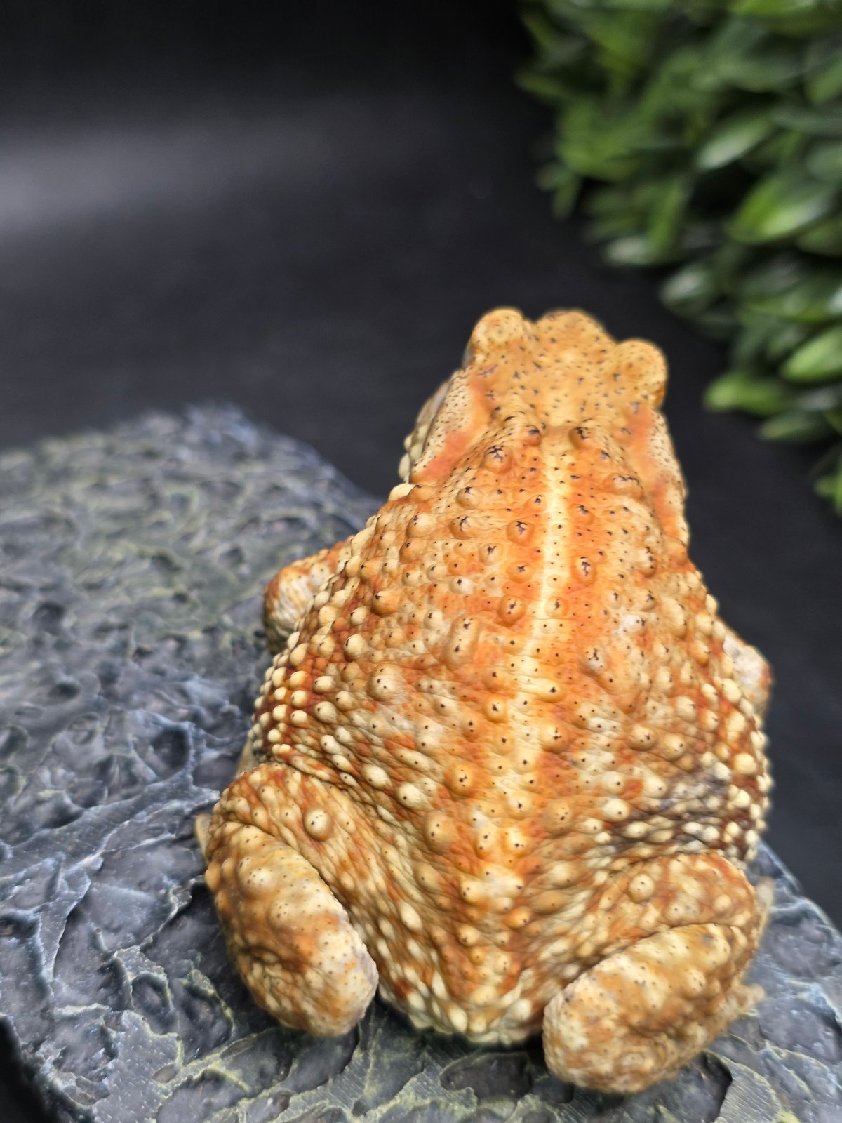 9 ミヤコヒキガエル 8cm 細かい模様と体のふっくら具合が可愛すぎる