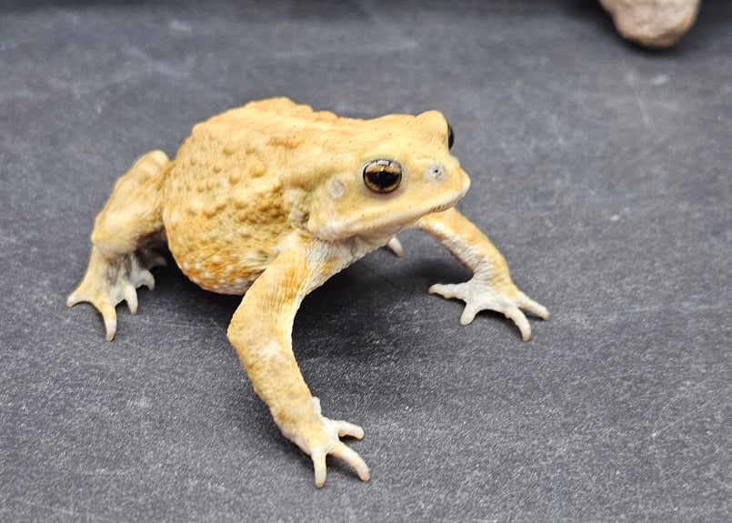 10 お取り置きミヤコヒキガエル 6.5cm オス 大東島産 | ワガママなガマママ