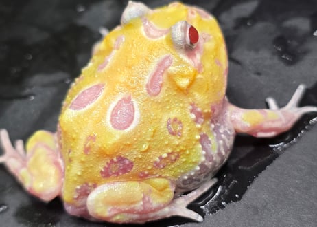 CATEGORY 生体 | ワガママなガマママ