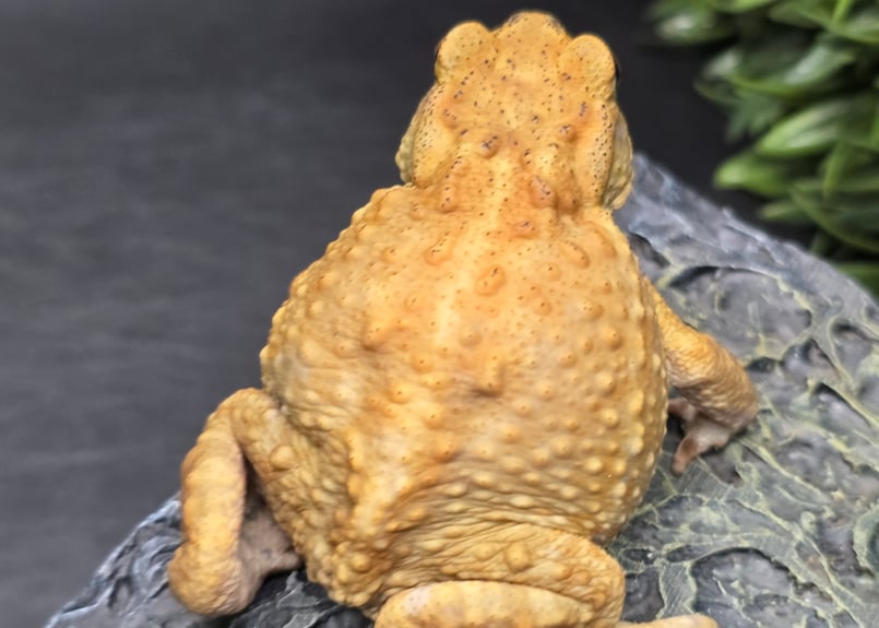16 ミヤコヒキガエル 7cm ぽってりボディのオス 大東島産 | ワガママな