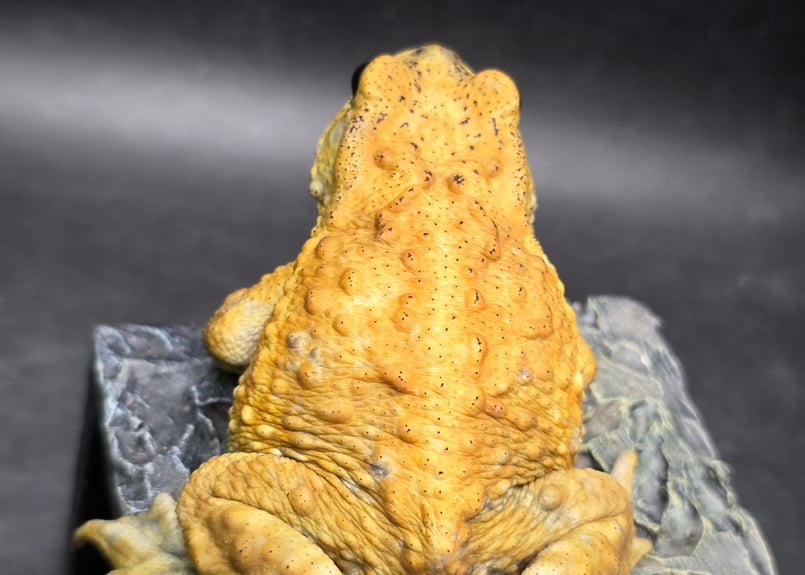8 ミヤコヒキガエル 7cm オス 大東島産 | ワガママなガマママ