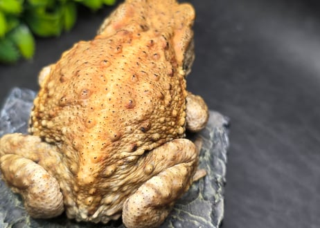 #4　ミヤコヒキガエル　8cm　メス　大東島産