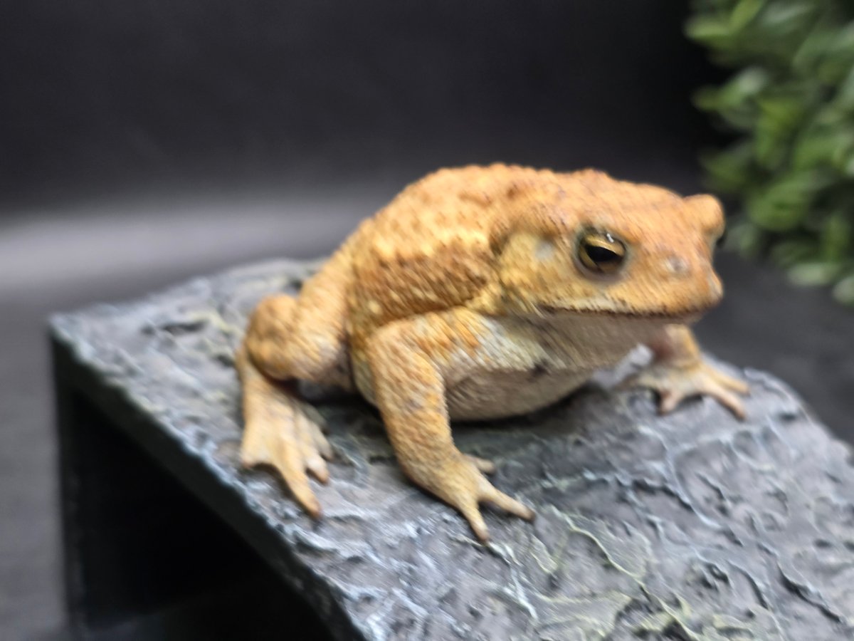 12 ミヤコヒキガエル 6.5cm オス 大東島産 | ワガママなガマママ