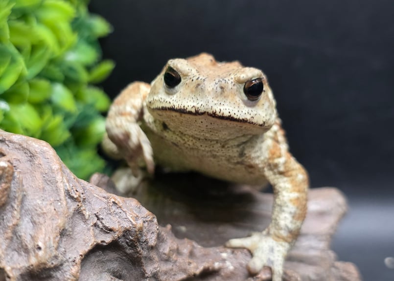 レア もうこやま キチガイヒキガエル ソフビ 2025年最新】もうこやま ソフビの人気アイテム - メルカリ