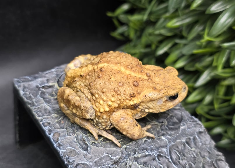 9 ミヤコヒキガエル 7cm 黒目のバランス最強のオス 大東島産