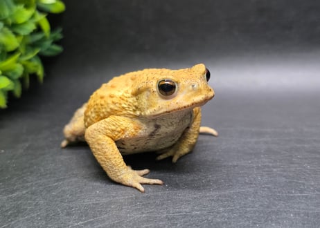 ワガママなガマママ
