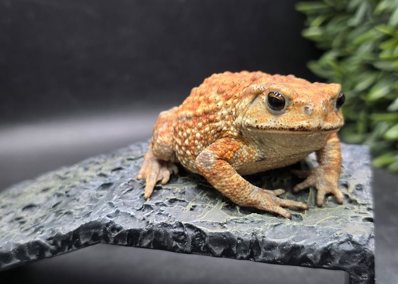 10 ミヤコヒキガエル 8cm メス 大東島産 | ワガママなガマママ