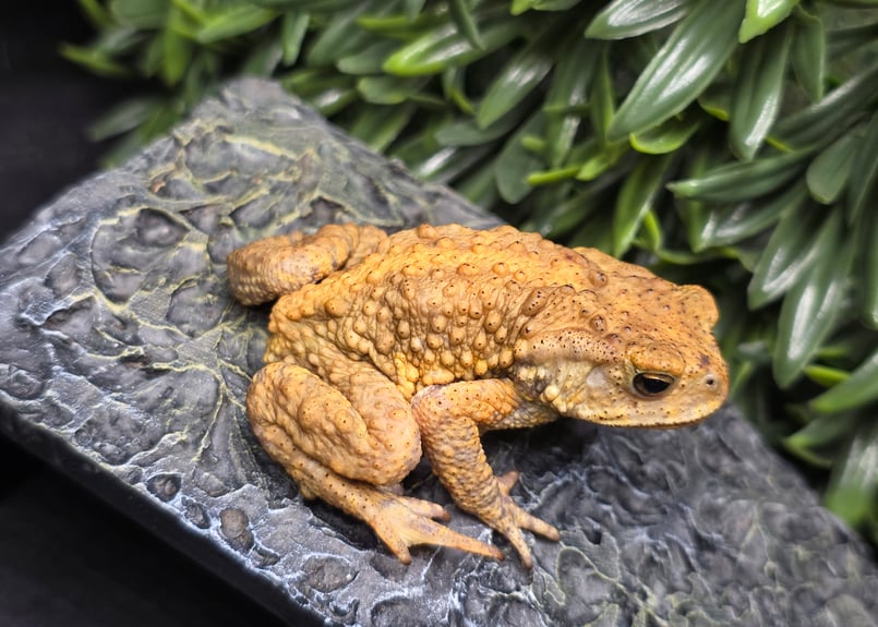 20 ミヤコヒキガエル 6cm 大東島産 | ワガママなガマママ