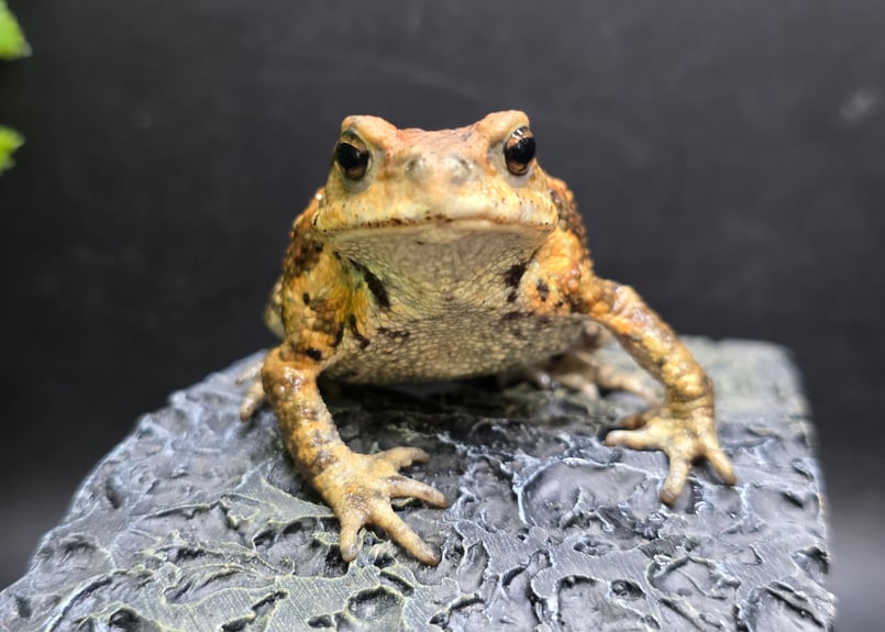 2 ミヤコヒキガエル 7cm 遠慮がち演出のメス 大東島産 | ワガママな