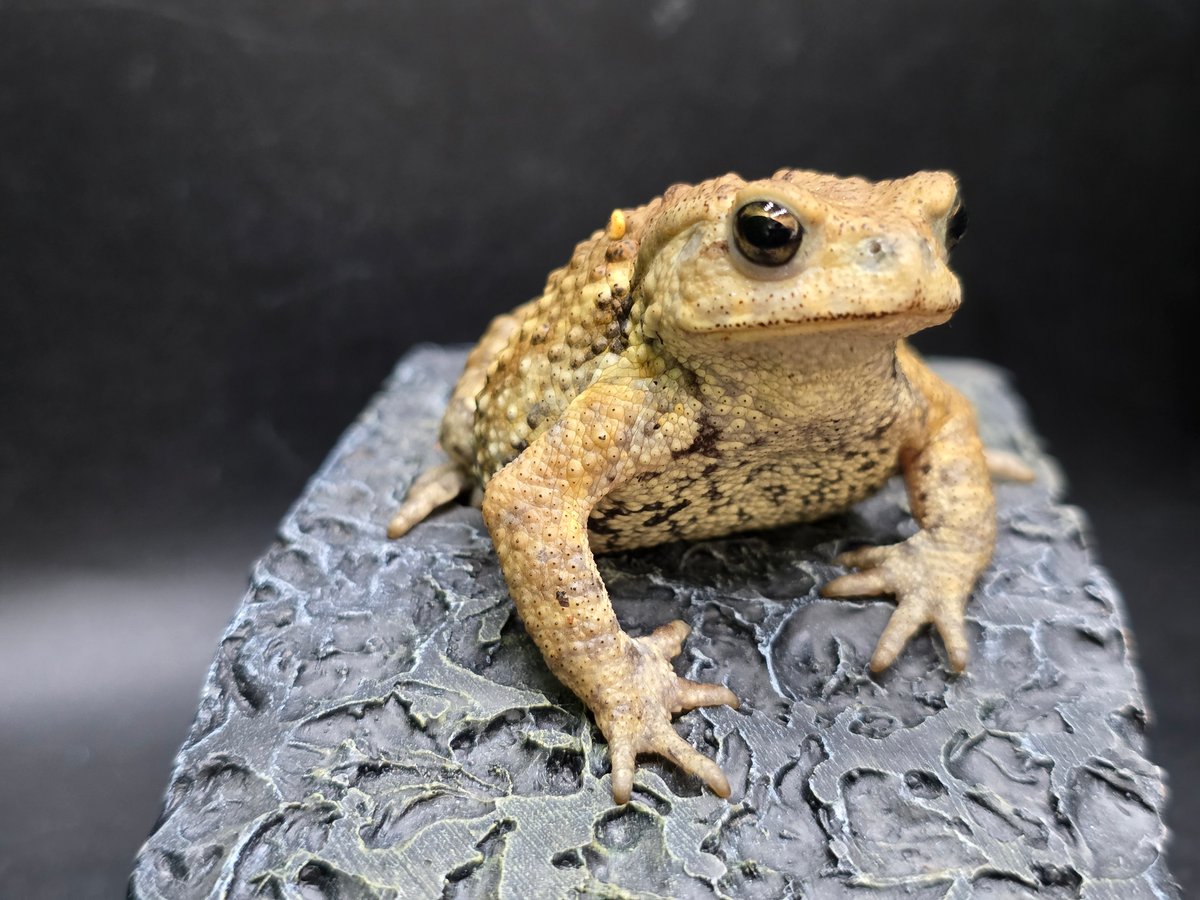 9 ミヤコヒキガエル 7cm 黒目のバランス最強のオス 大東島産