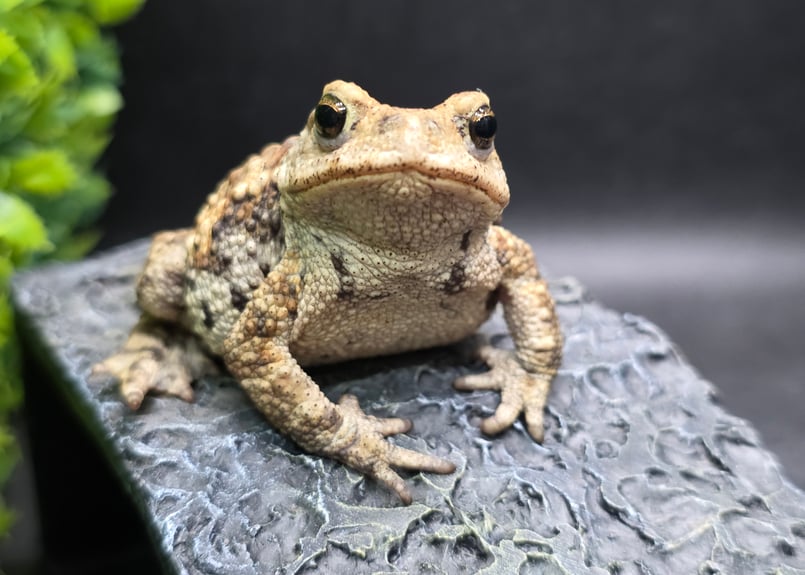 17 ミヤコヒキガエル 7cm メス 大東島産 | ワガママなガマママ