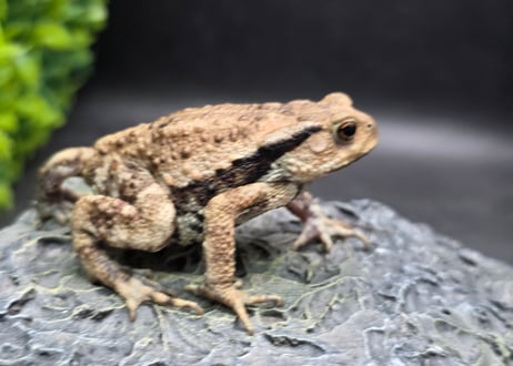 ●#3  アズマヒキガエル　5.5cm