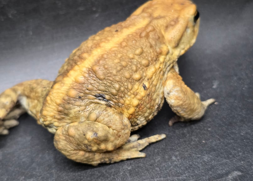 8 ミヤコヒキガエル 7cm 地味に見えるけど明るい性格のオス 大東島産