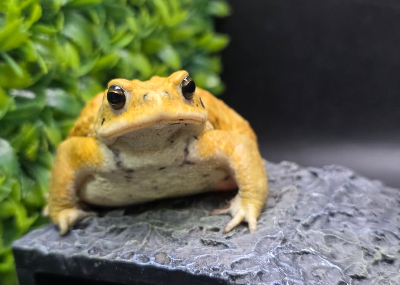3 ミヤコヒキガエル 9cm オス 大東島産 | ワガママなガマママ