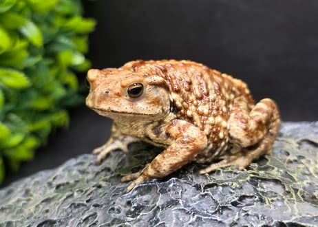 ワガママなガマママ