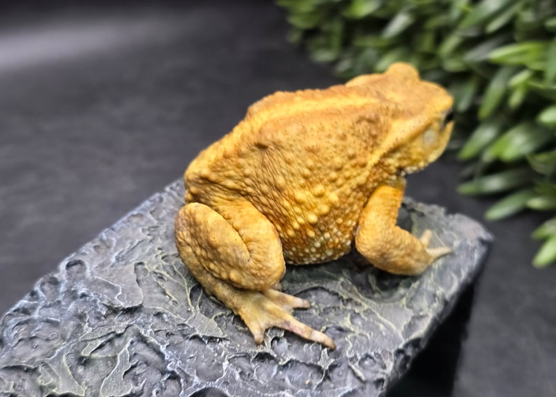 12 ミヤコヒキガエル 7cm オス 大東島産 | ワガママなガマママ