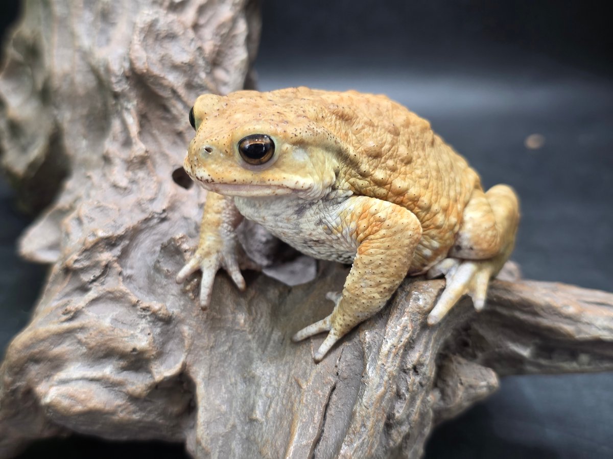 32 ミヤコヒキガエル 7cm てやんでぃ唇のオス 大東島産