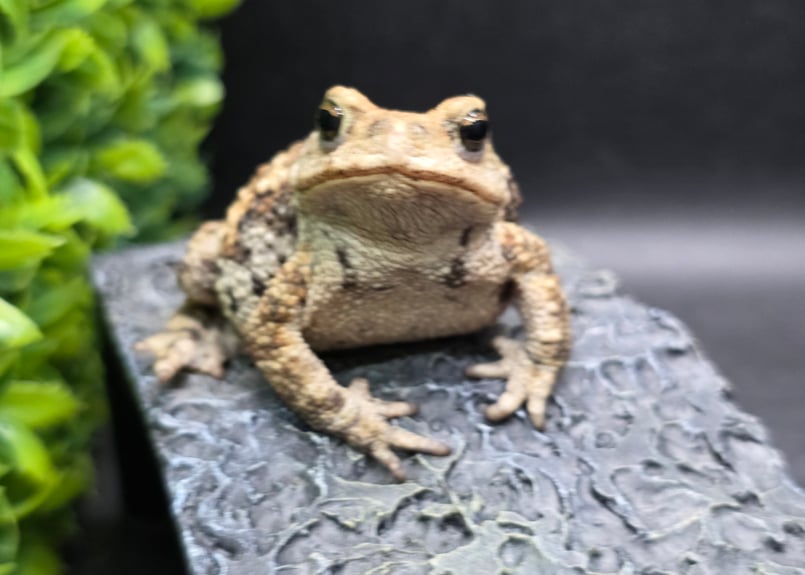 17 ミヤコヒキガエル 7cm メス 大東島産 | ワガママなガマママ