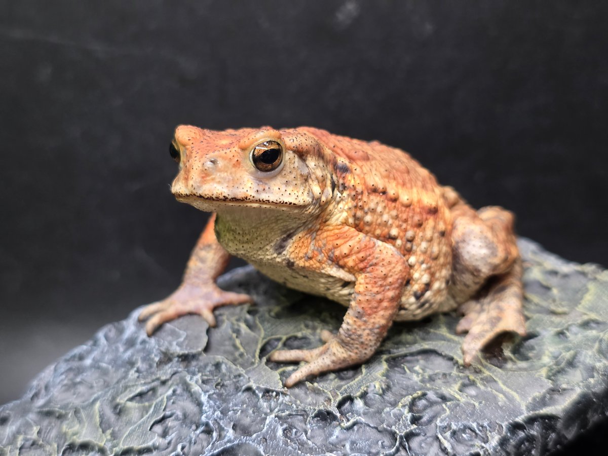 カエル カエルの鳴き声(再販) - スタジオソータ公式 | アートフィギュアの製造