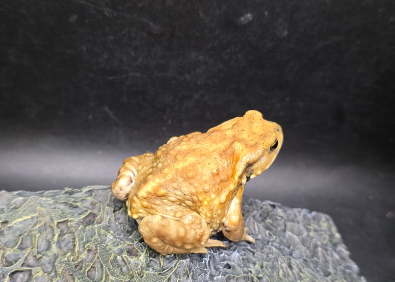 17 ミヤコヒキガエル 7cm 脱皮予定の黒ひげでへの字口に見えちゃうオス