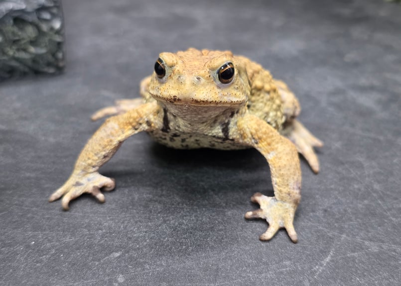 16 ミヤコヒキガエル 7cm オス 大東島産 | ワガママなガマママ